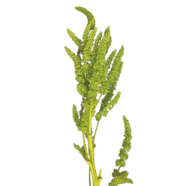 Amaranthus Green Upright bella