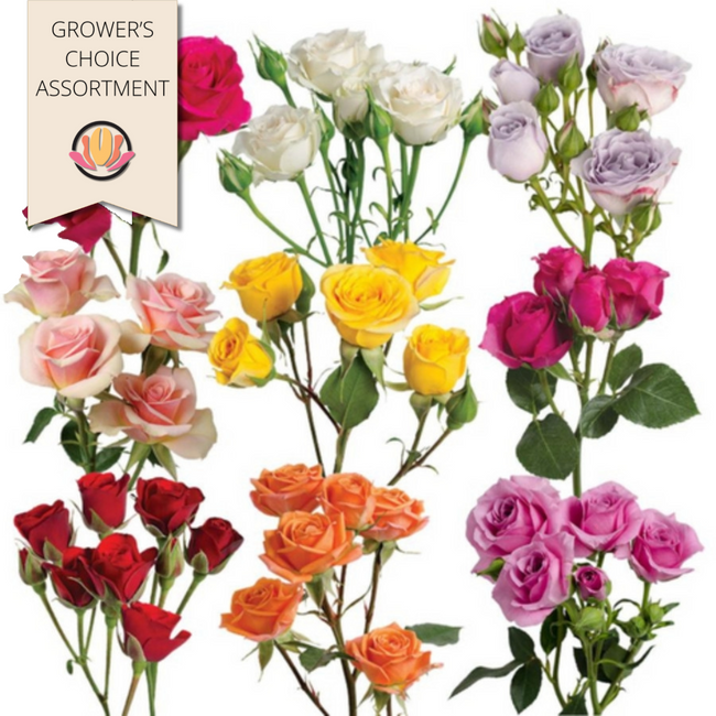 RoseSpray Asst (x10 pack) rprima