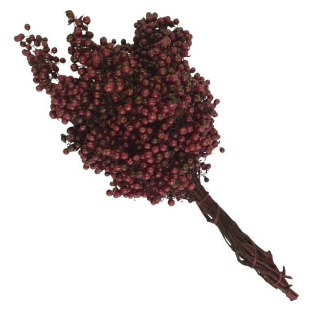 Dried Schinus Burgundy holl