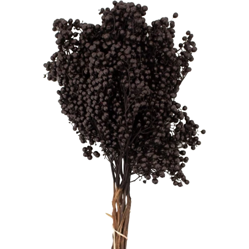 Dried Schinus Black holl