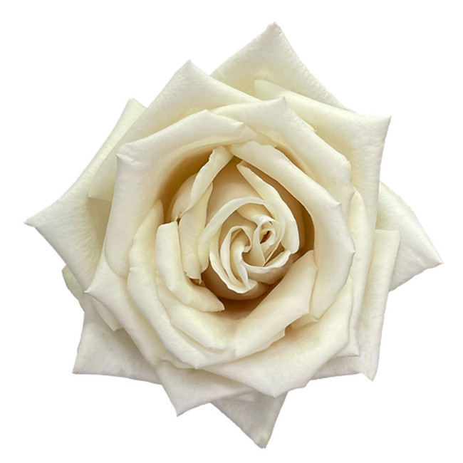 Rose Sandcastle 50cm rprima