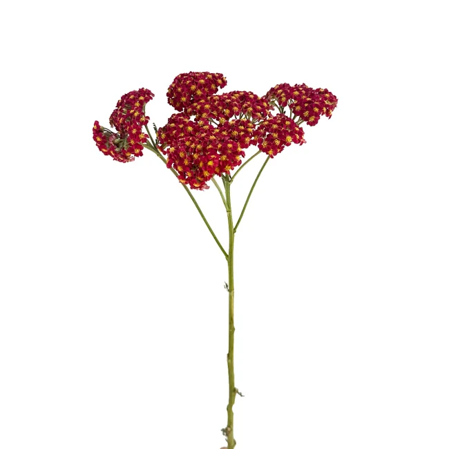 Yarrow Cottage Red bella