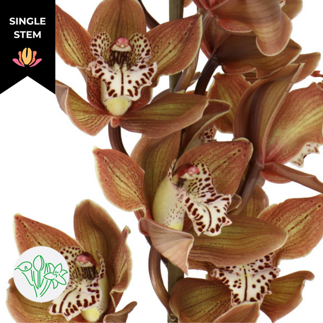 Cymbidium Frederick Brown holl