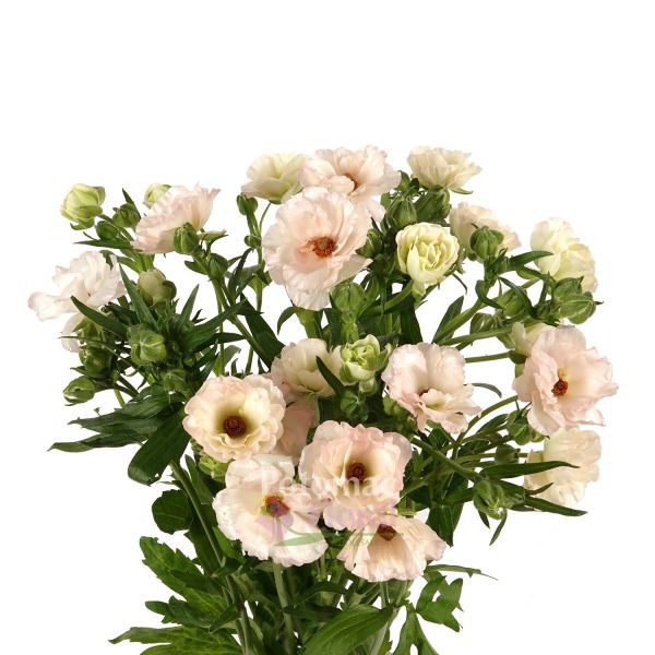 Ranunculus Butterfly Ariadne c