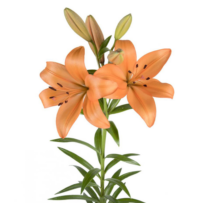 Lily La Peach canada