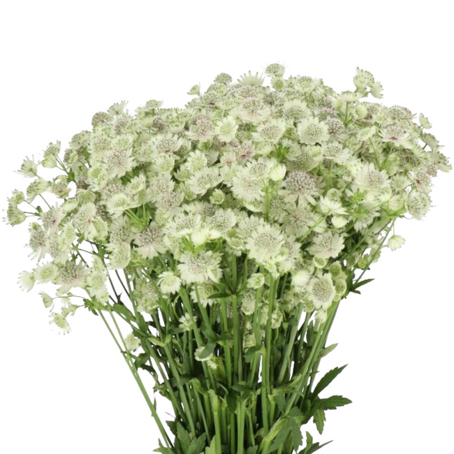 Astrantia Billion Star 50cm ho