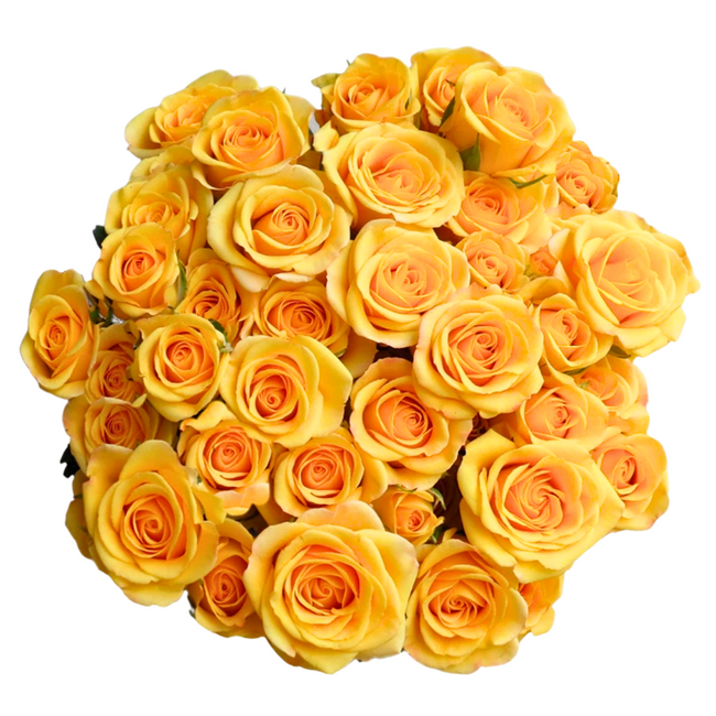 RoseSpray Yellow Babe sunrite