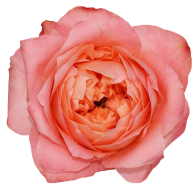 Rose Dragonfly 50cm tessa