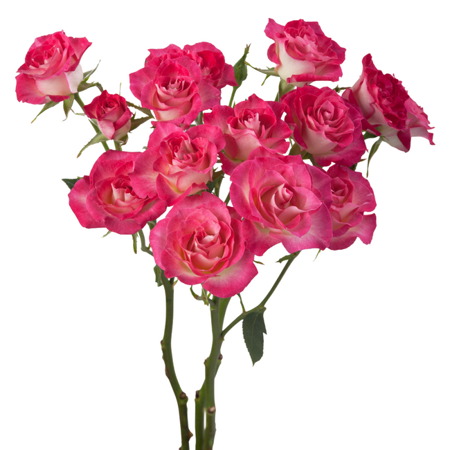 RoseSpray Milky Way prirma