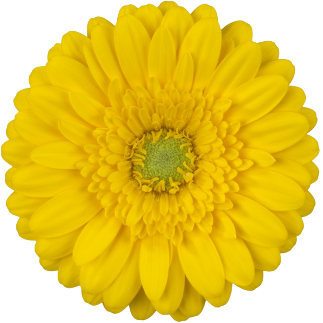 GerMini Astron Yell. RF