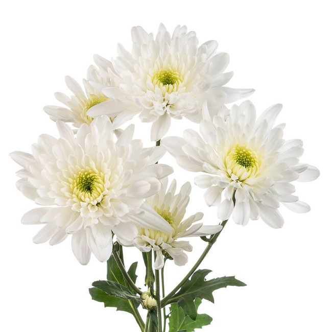 Pom Cushion ArticQueen White sole