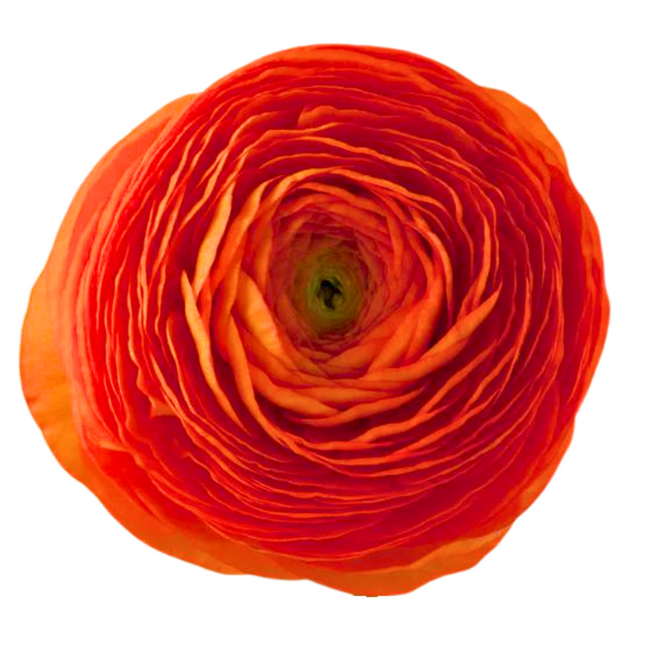 Ranunculus Orange tessa