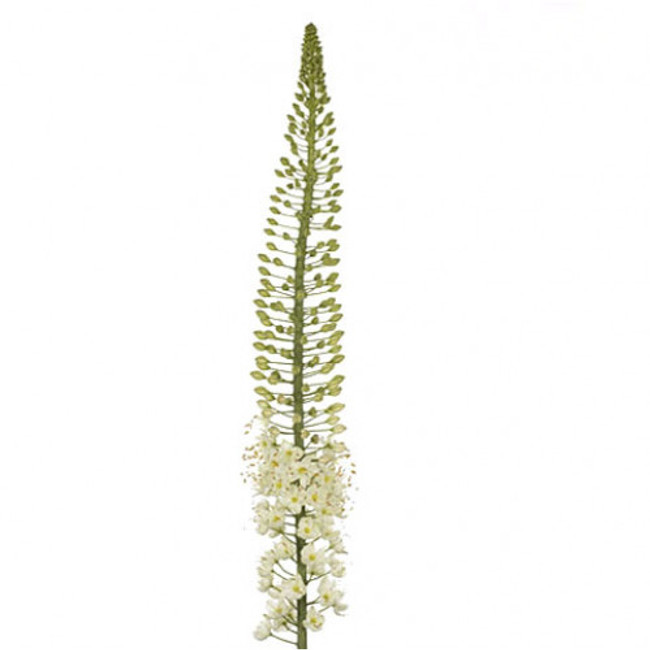 Eremurus White chilfresh