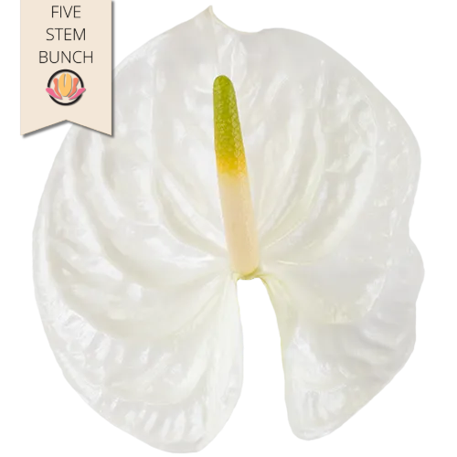 Anthurium Reina Mini (x 5 stems Canada