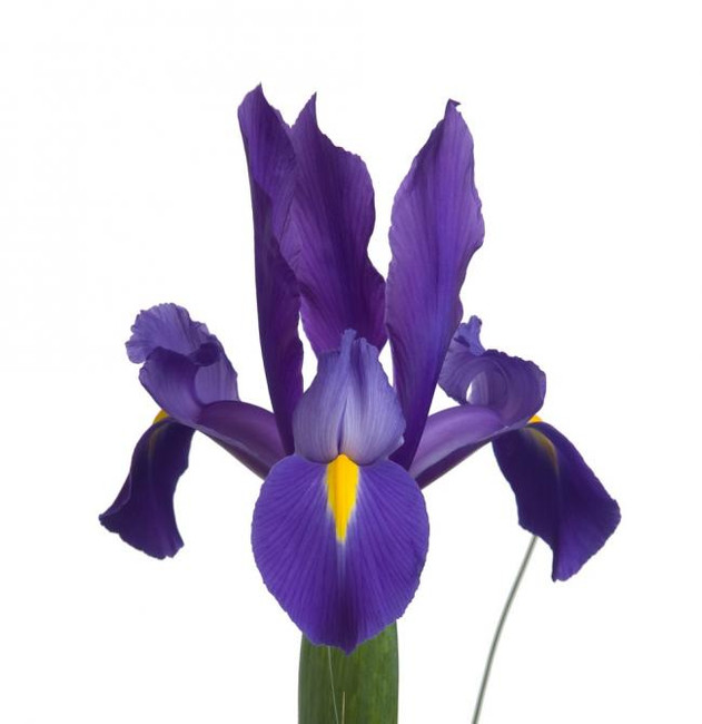 Iris Telstar groot