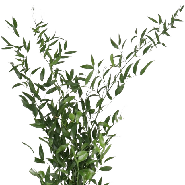 Italian Ruscus holl