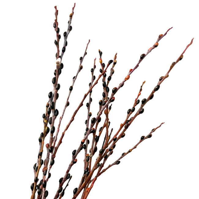 PussyWillow Scarab cramer 3ft