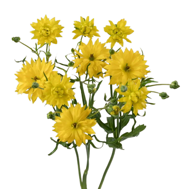 Ranunculus Moderna Proxima 10st Rprima