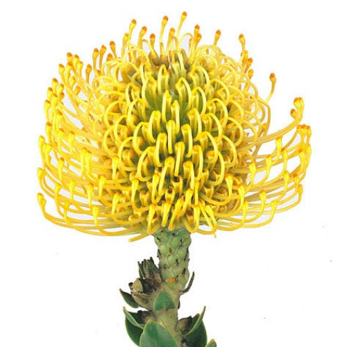 Pincushion Gold bella(stem)