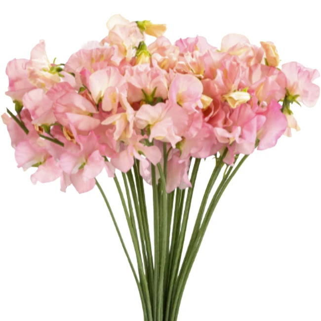 Sweet Pea Miki choice lt pk