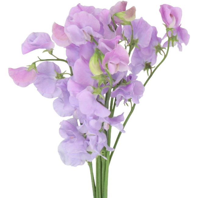 Sweet Pea Sumire choice lavend