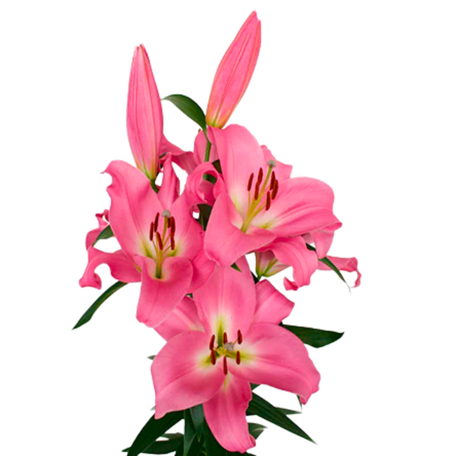 Lily Tabledance 3/5 bl trilogy