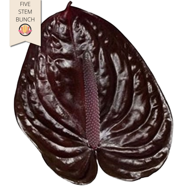 Anthurium Nero Medium (x5 stems) canada