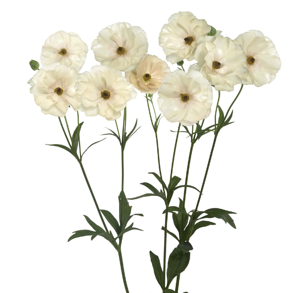 Ranunculus Butterfly Graces ch - RAN BUT GRACES