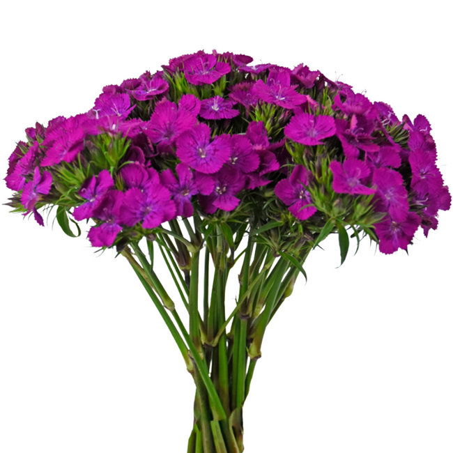Dianthus Neon Purple emeralda