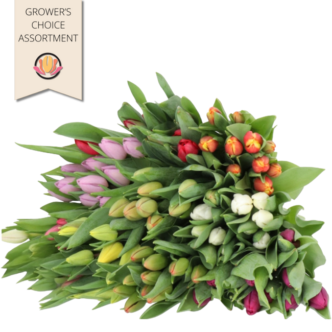 Tulip Asst (x12case) holl