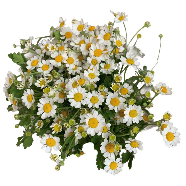 Feverfew groot