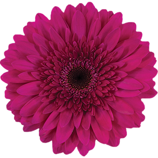 Gerbner Martini htPink RF