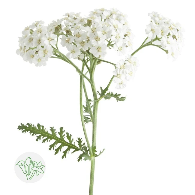 Yarrow White bella