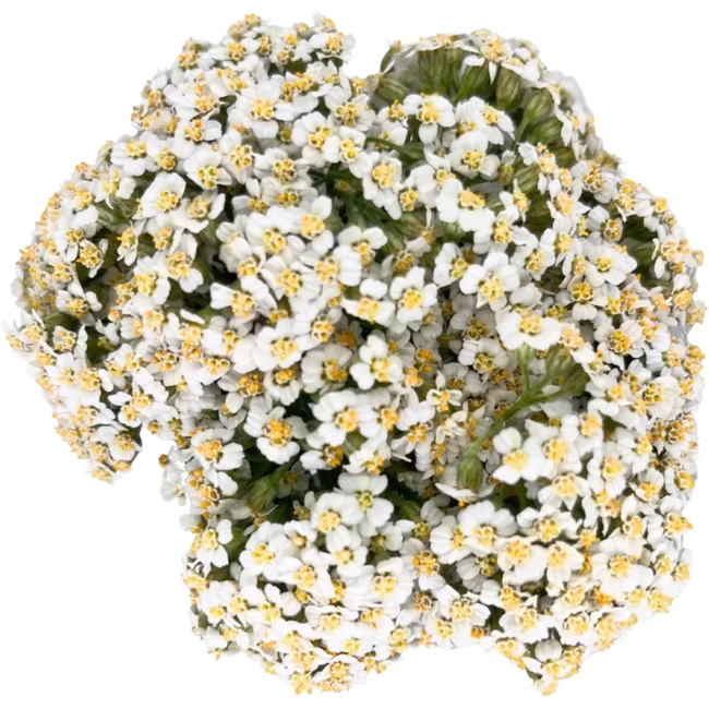 Yarrow White bella