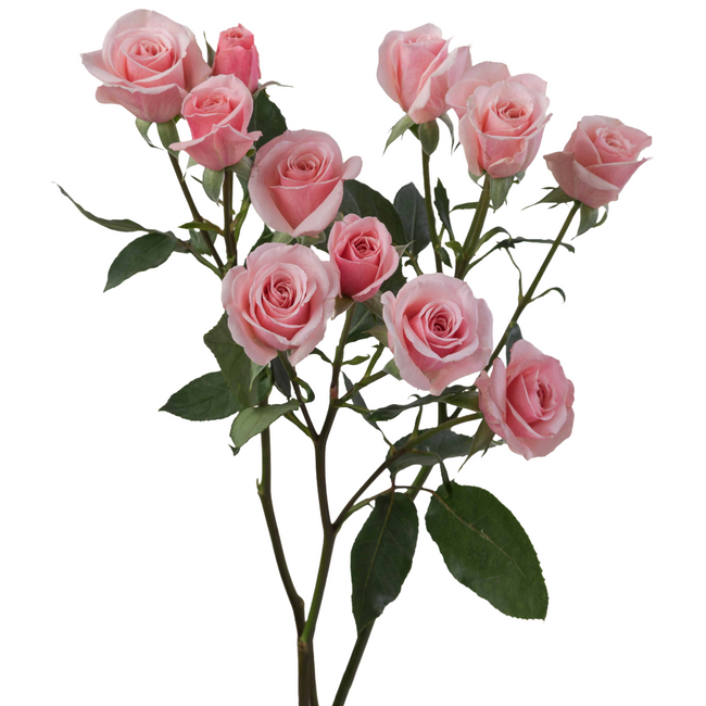 Rosespray Pink Planet 50cm