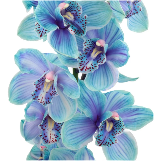 Cymbidium Dyed Ibiza holl(STEM