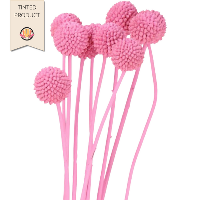 Craspedia Dyed Lt Pink holl