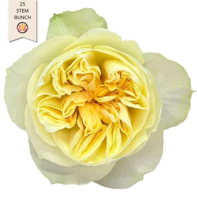 RoseGrdn Antonia 40cm TOSCANA