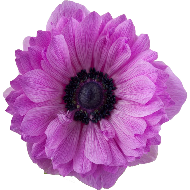 Anemone Fullstar Fucsia tessa