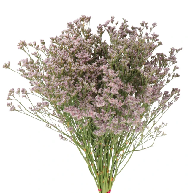Limonium Pink Valleflor