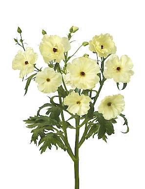 Ranunculus Butterfly Litai hol