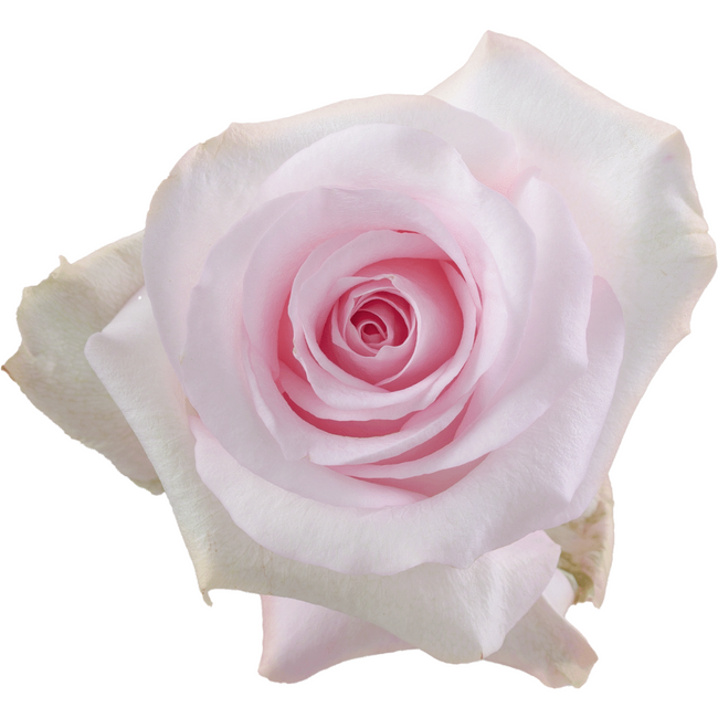 Rose Bridal Akito 60cm Rprima