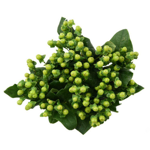 Hypericum Lime 60cm fc