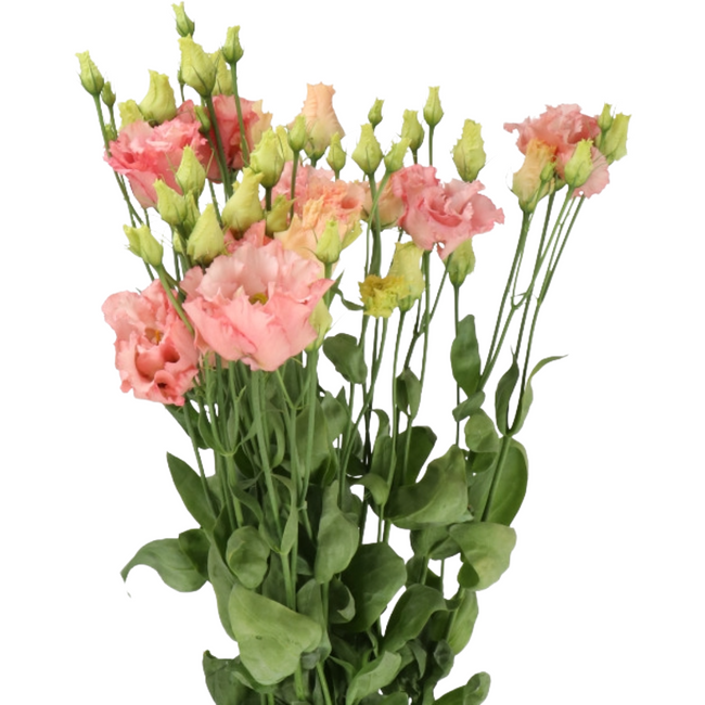 Lisianthus Apricot Israel