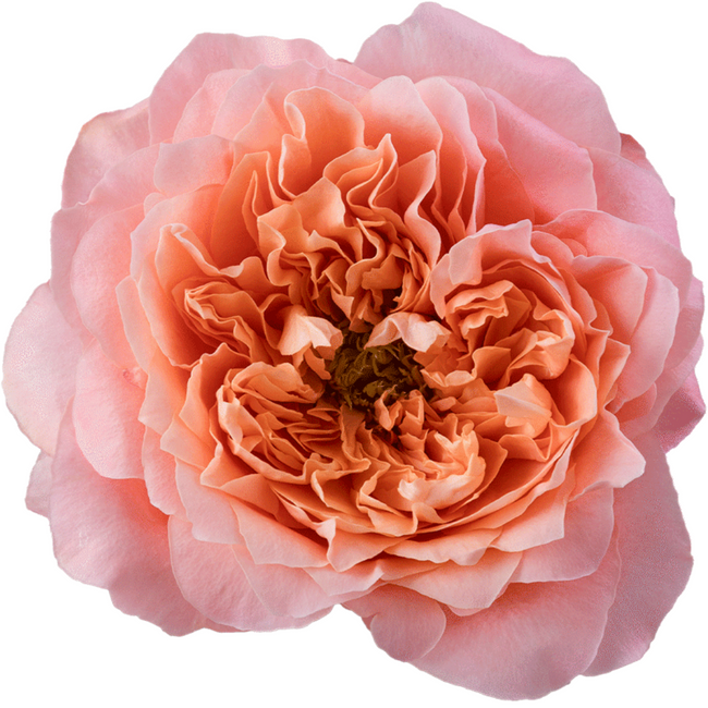 Rose Dragonfly 50cm Rosaprima