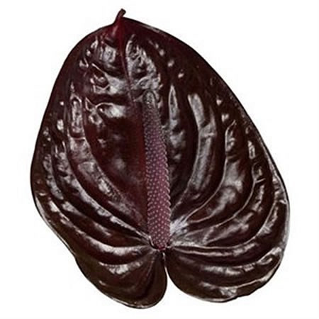 Anthurium Nero Lg (5st) RF