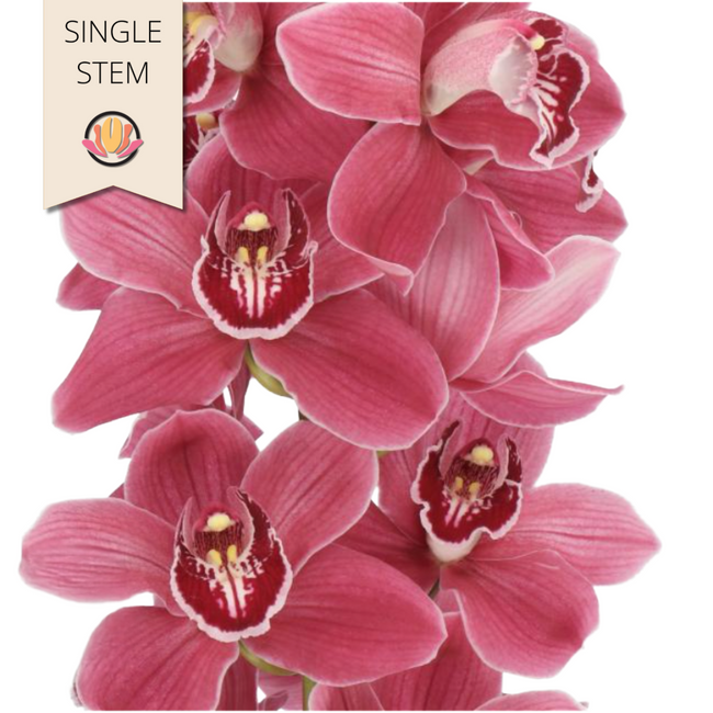 Cymbidium Gigi holl(STEM)