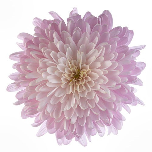 Mum Cremon Candy Floss esmeral