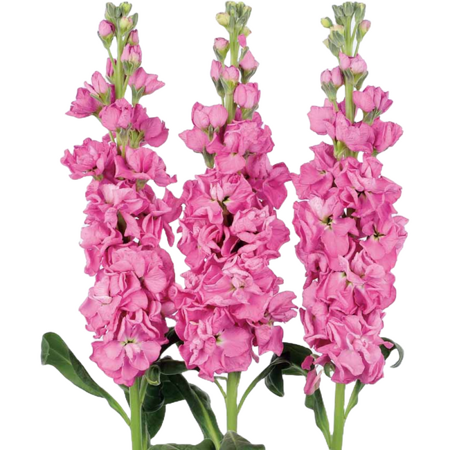 Stock Sakata Pink trilogy