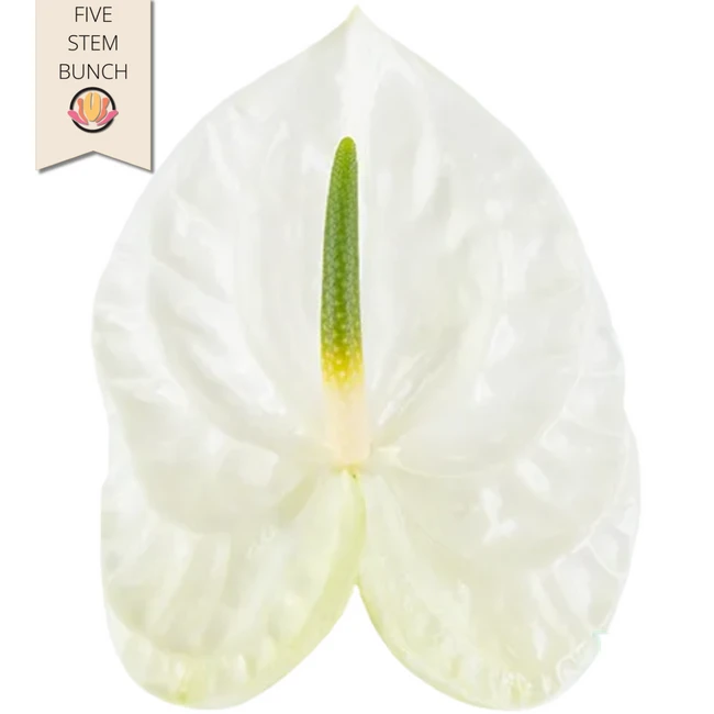 Anthurium Graciosa Large (5 stem), Rosaflora